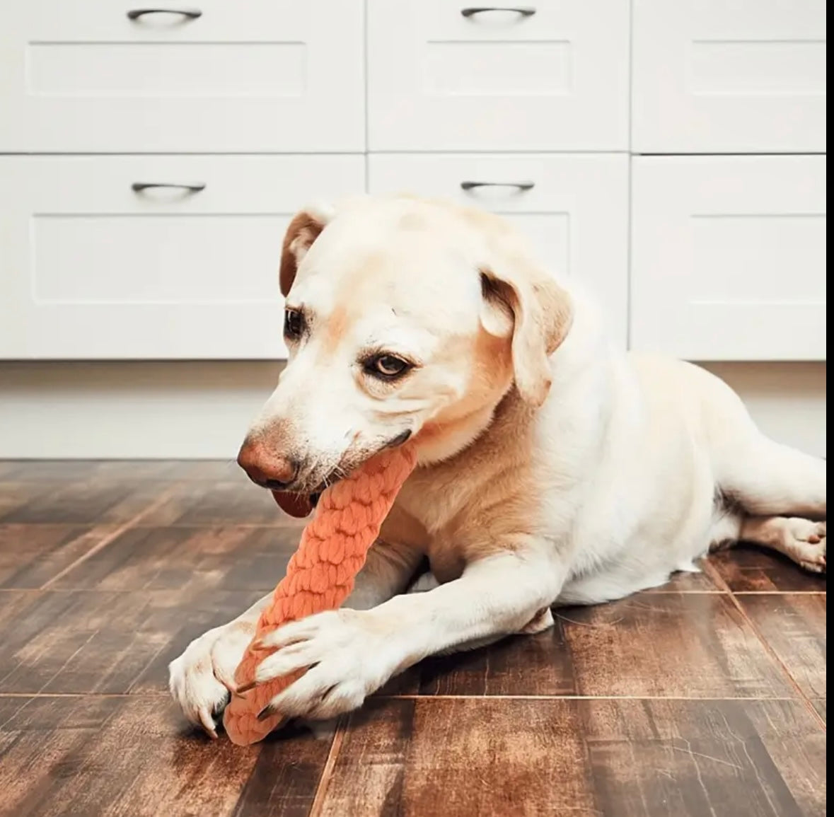 Dental Cleaning Carrot